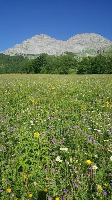 Chalet Miel De La Cayolle-Estenc Entraunes Экстерьер фото